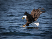 Bald Eagle