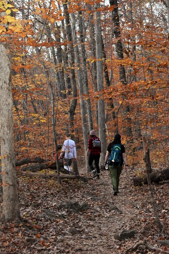 Ozark–St. Francis National Forest