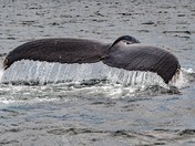 A Whale of a Tail