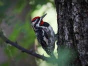 Sapsucker
