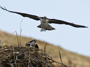 Morley Nelson Snake River Birds of Prey National Conservation Area