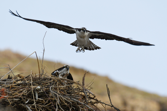 Morley Nelson Snake River Birds of Prey National Conservation Area