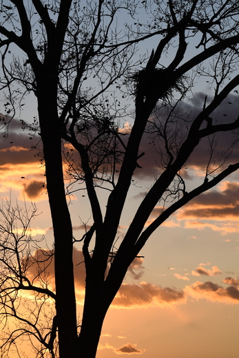 Loess Bluffs National Wildlife Refuge
