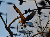 Loess Bluffs National Wildlife Refuge