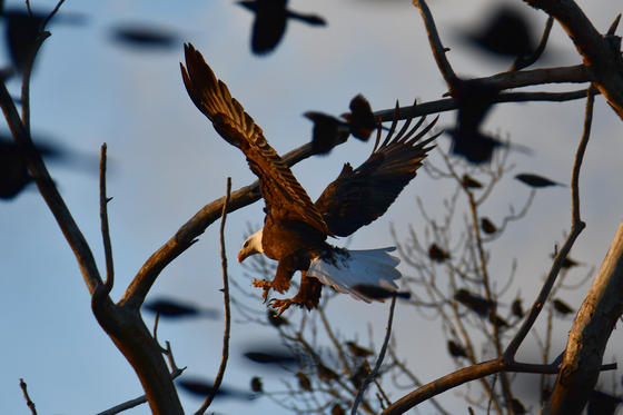 Loess Bluffs National Wildlife Refuge