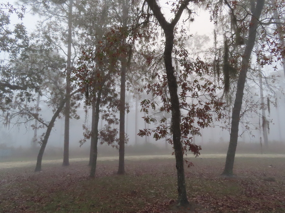 Welaka State Forest
