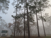 Welaka State Forest
