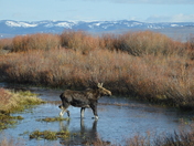 Red Rock Lakes National Wildlife Refuge