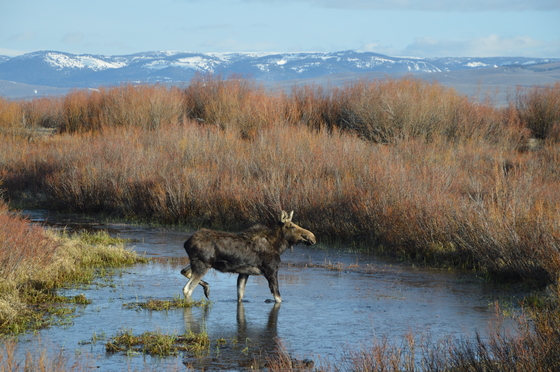 Red Rock Lakes National Wildlife Refuge