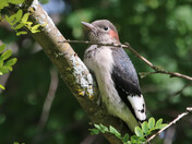 Juvenile Redheaded Woodpecker