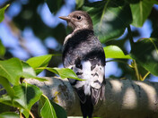 Juvenile Redheaded Woodpecker