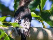 Juvenile Redheaded Woodpecker