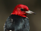 Feathered Perfection