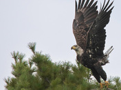 Take off - Bald Eagle