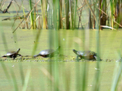 Horicon National Wildlife Refuge