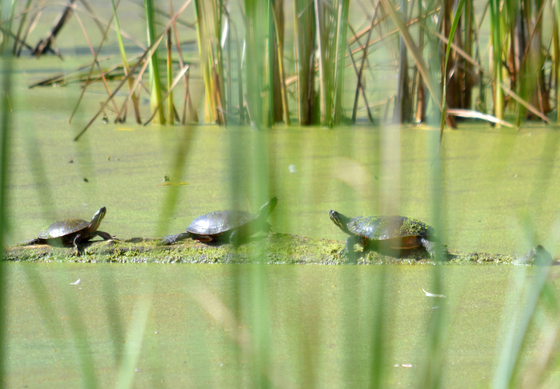 Horicon National Wildlife Refuge