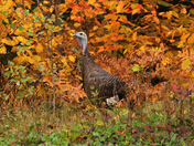 Starting of the fall 