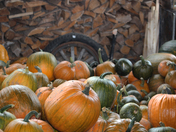 Starting of the fall 