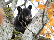 Starting of the fall 