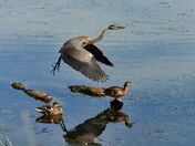 Great Blue Heron taking off.