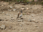 Horned lark showing off its colours while standing on gravel in Canada's arctic tundra