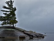 Pine tree in the wind, pink granite, dark sky and lonely kayaker.