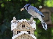 Blue Jay