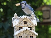 Blue Jay