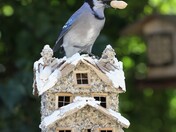 Blue Jay