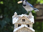 Blue Jay