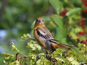 Orioles:  Playing in the Rain 2