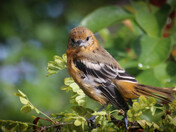 Orioles:  Playing in the Rain