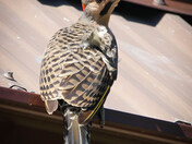 Northern Flicker