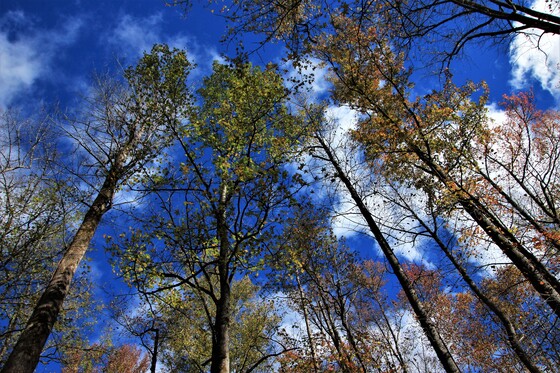 Great Smoky Mountain National Park
