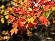 Great Smoky Mountains National Park
