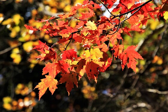Great Smoky Mountains National Park