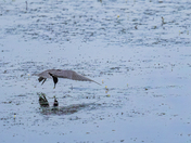 Shiawassee National Wildlife Refuge