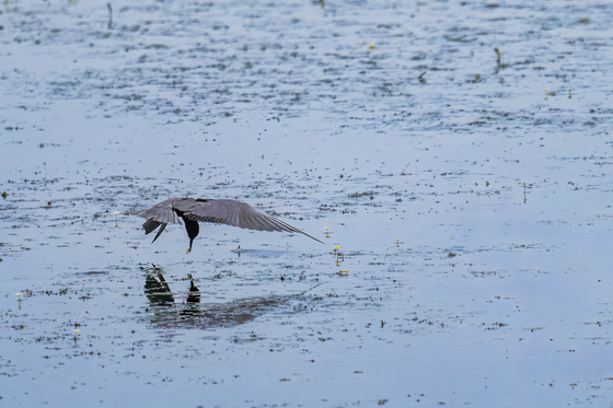 Shiawassee National Wildlife Refuge