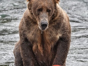 Katmai National Park and Preserve