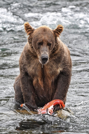 Katmai National Park and Preserve