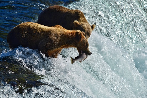Katmai National Park and Preserve