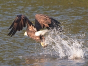 Billy Frank Jr wildlife refuge