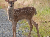 Billy Frank Jr. wildlife refuge