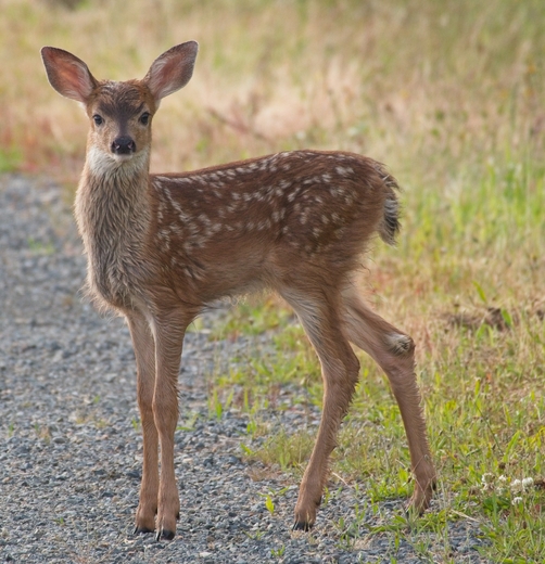 Billy Frank Jr. wildlife refuge