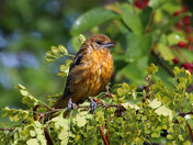 Juvenile Oriole