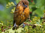 Juvenlie Oriole - 3