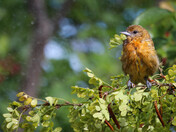 Juvenile Oriole - 4