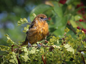 Oriole