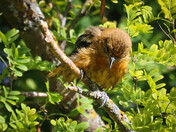 Curious Bird