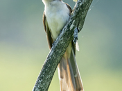 Seney National Wildlife Refuge